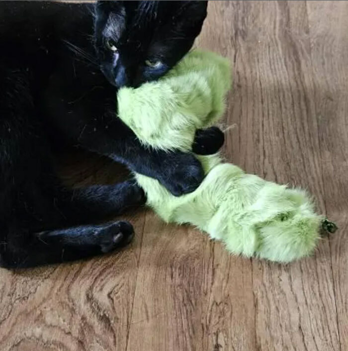 Black cat hugging a fur caterpillar cat toy