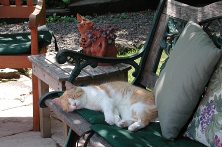 Orange and white cat sleeping on a chair