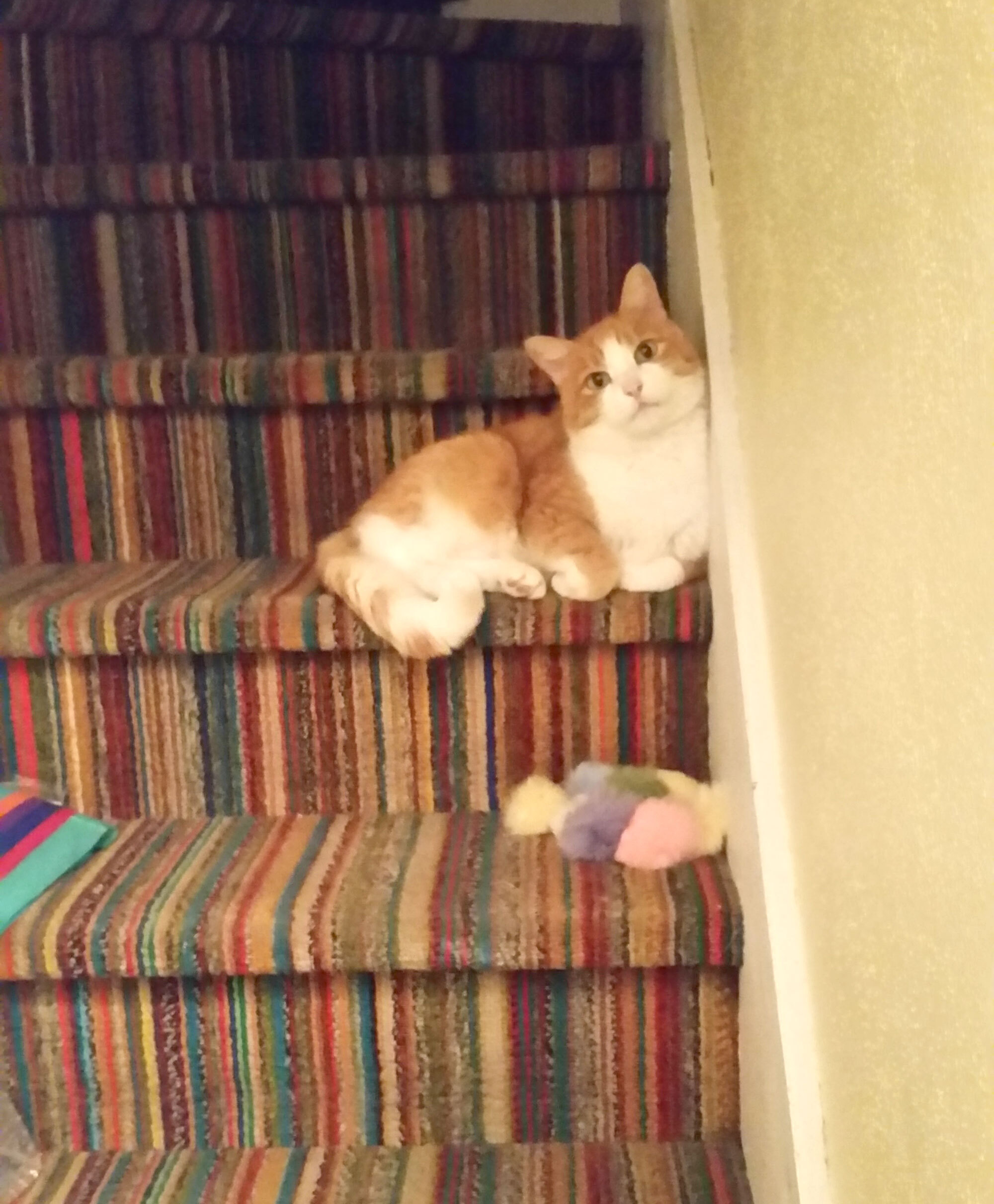 Buddy a orange and white cat sitting on carpeted stairs with colorful pom pom cat toys