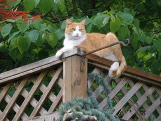 Orange and white cat laying on top of a fence
