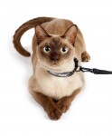 cat-leash-collar-124x150.jpg