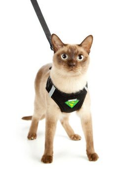 cat-with-harness.jpg