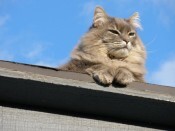 charlie-on-roof-may-2010-082-175x131.jpg