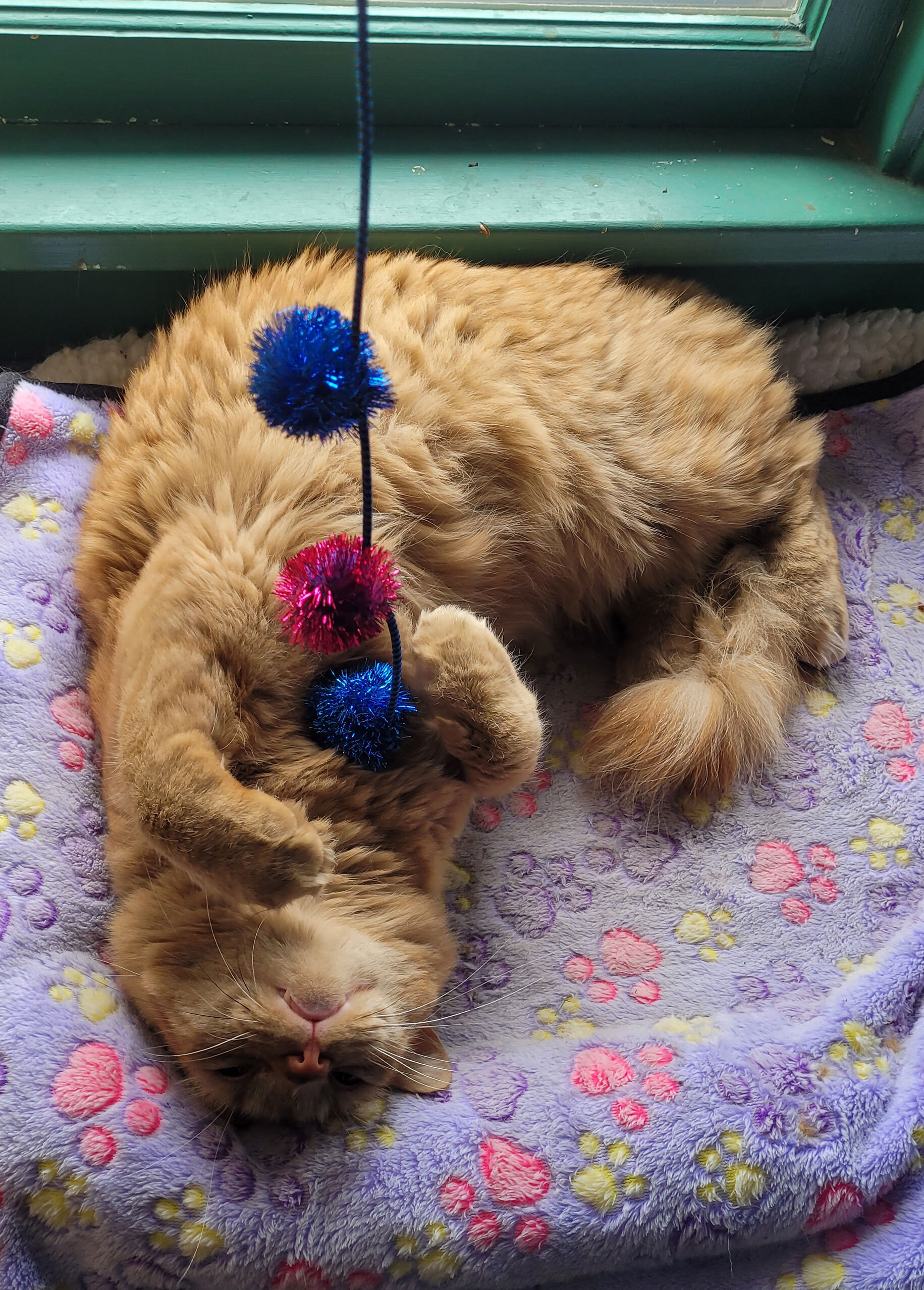 Orange cat playing with a sparkle ball cat toy