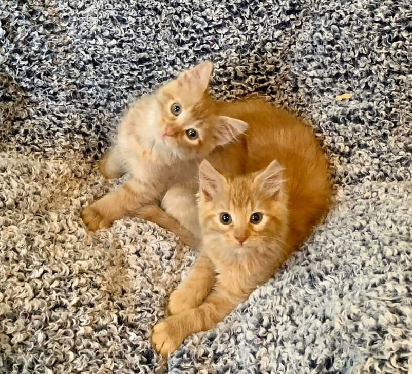 Two orange kitties cuddling together