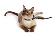 collar-leash-for-cat-175x130.jpg