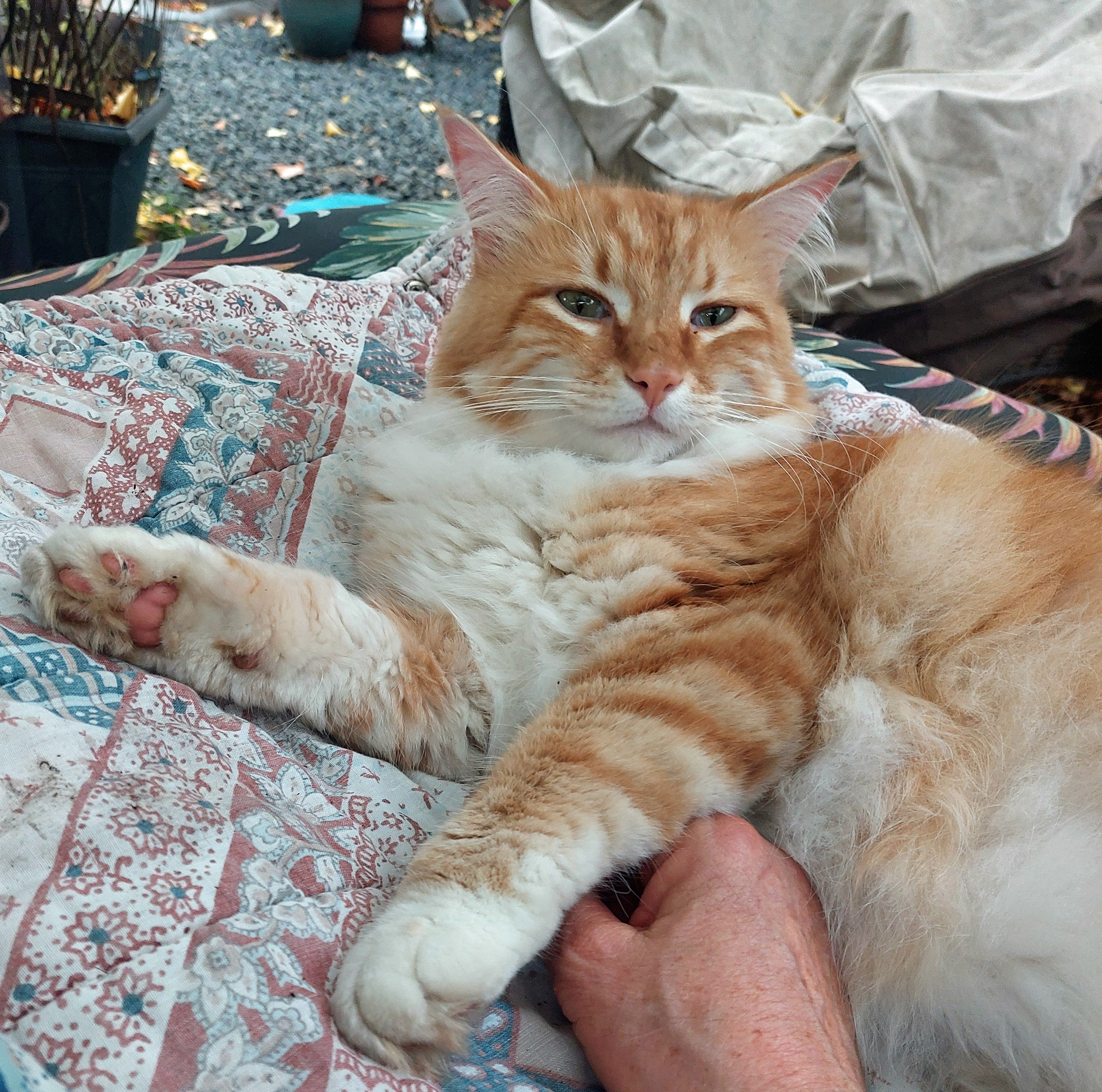 Orange and white cat laying on chaise lounge