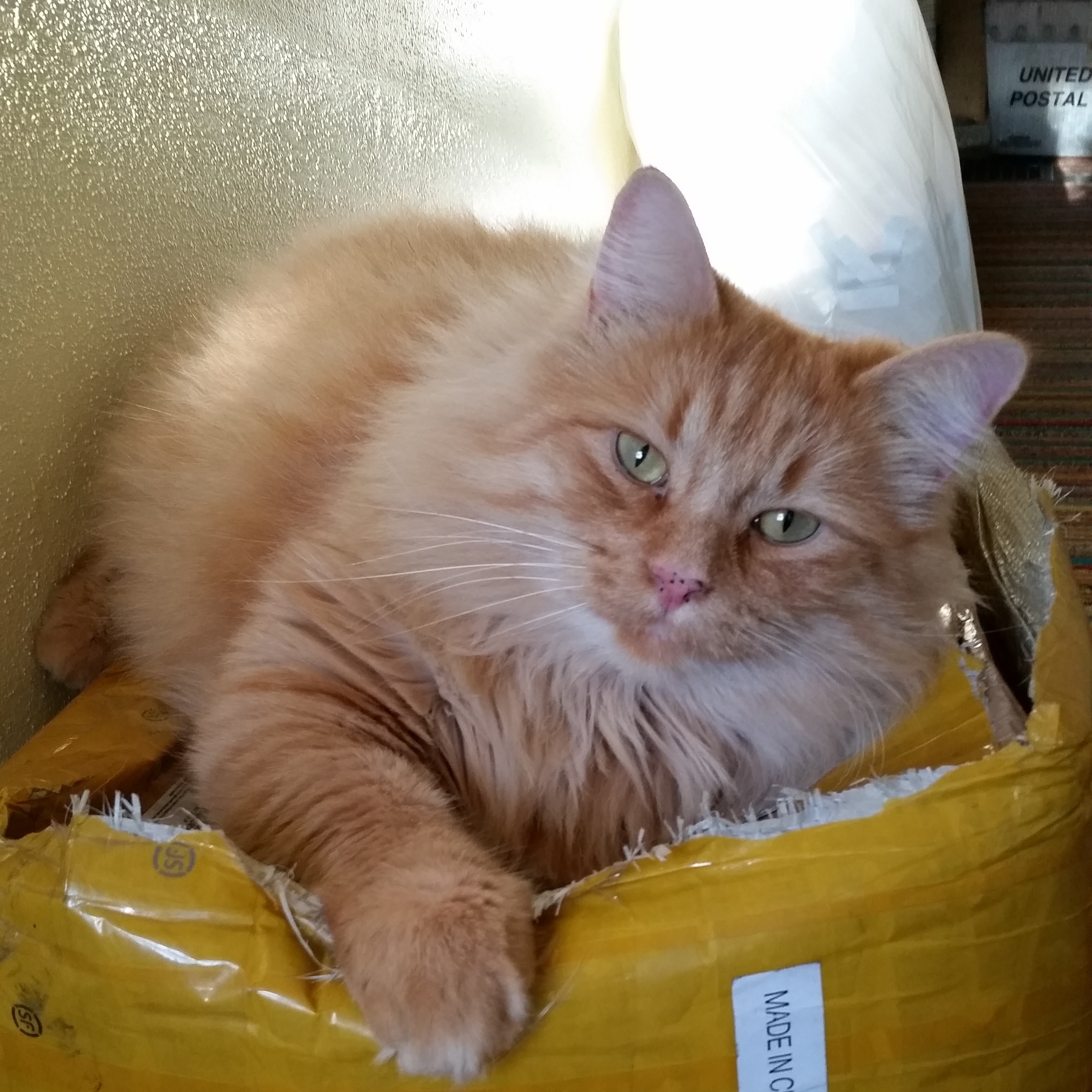 Big orange fluffy cat laying on a box
