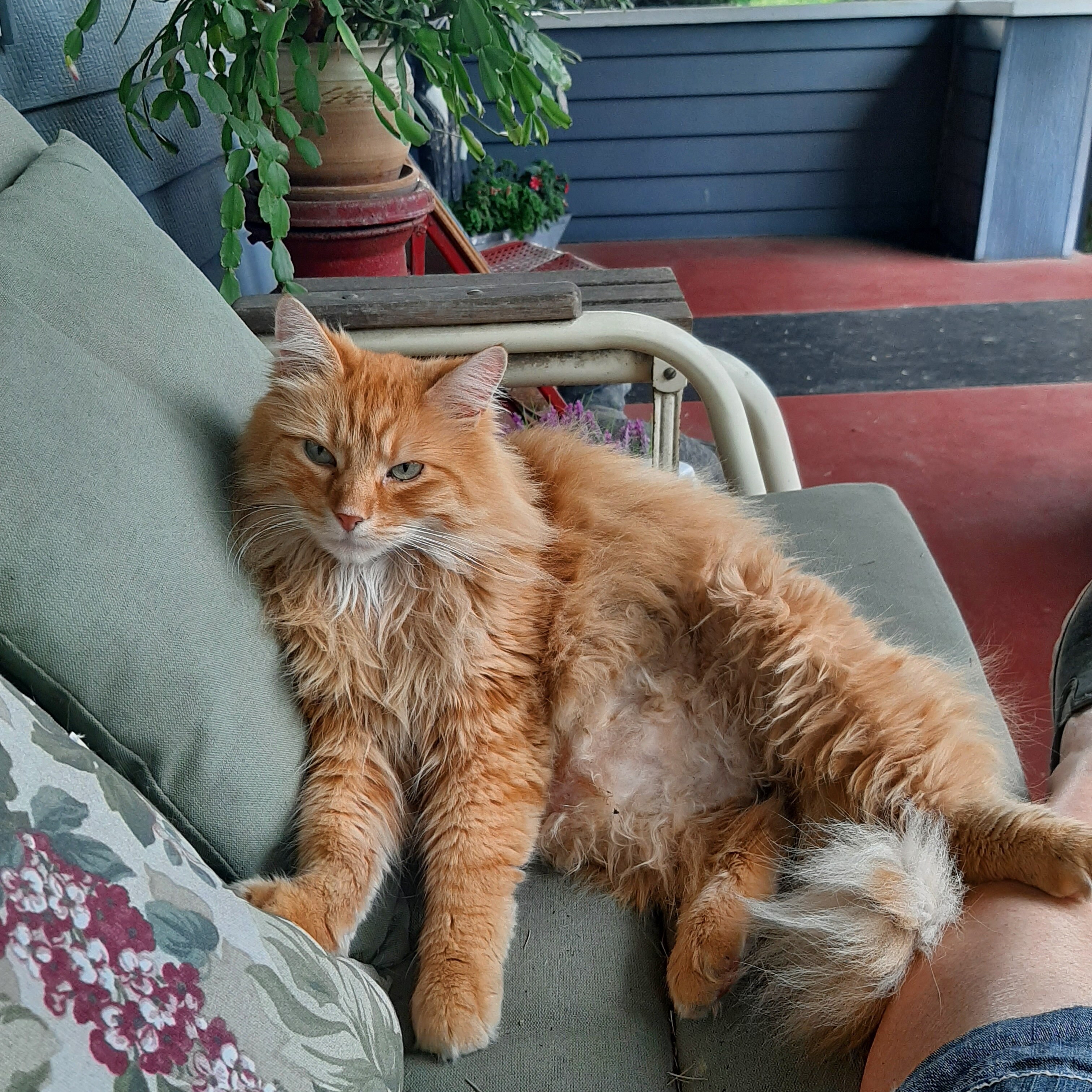Orange fluffy cat lounging on outside bench