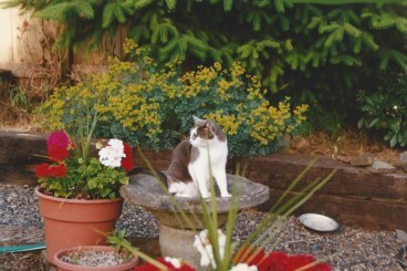 linus-in-bowl-1024x680.jpg