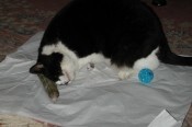 lucy-catnip-175x116-1-.jpg