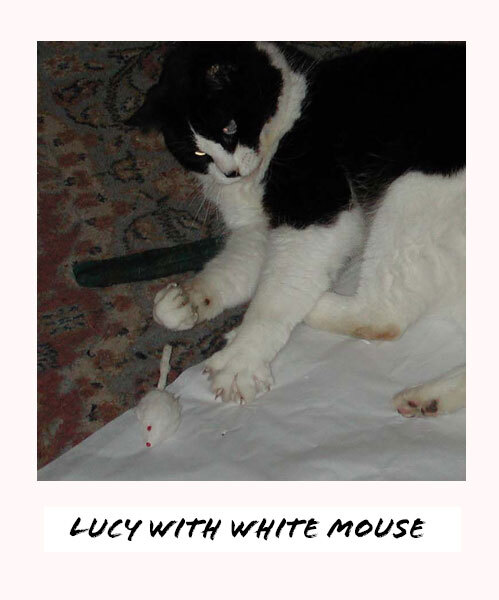 Cat playing with a fur mouse cat toy