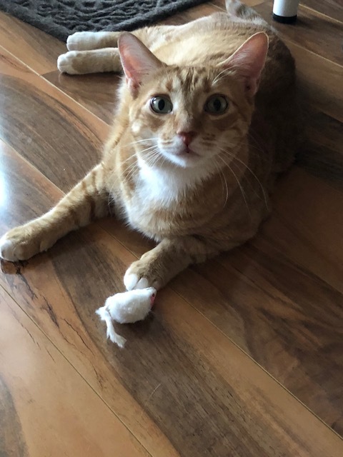 Mango playing with a white fur mouse cat toy