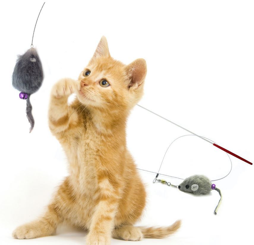 cat playing with a fur mouse on a teaser wand