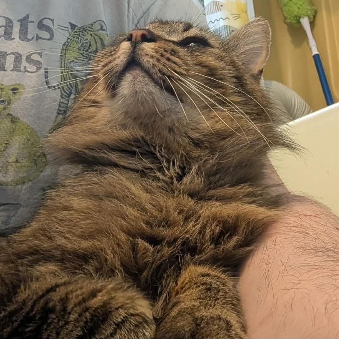 Tabby cat looking up