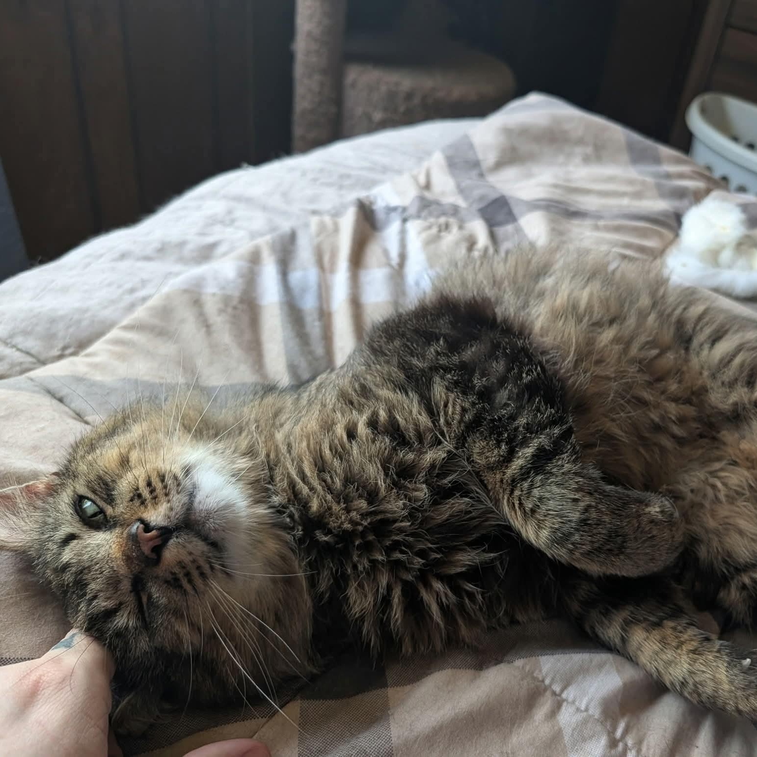Murphy the cat laying down