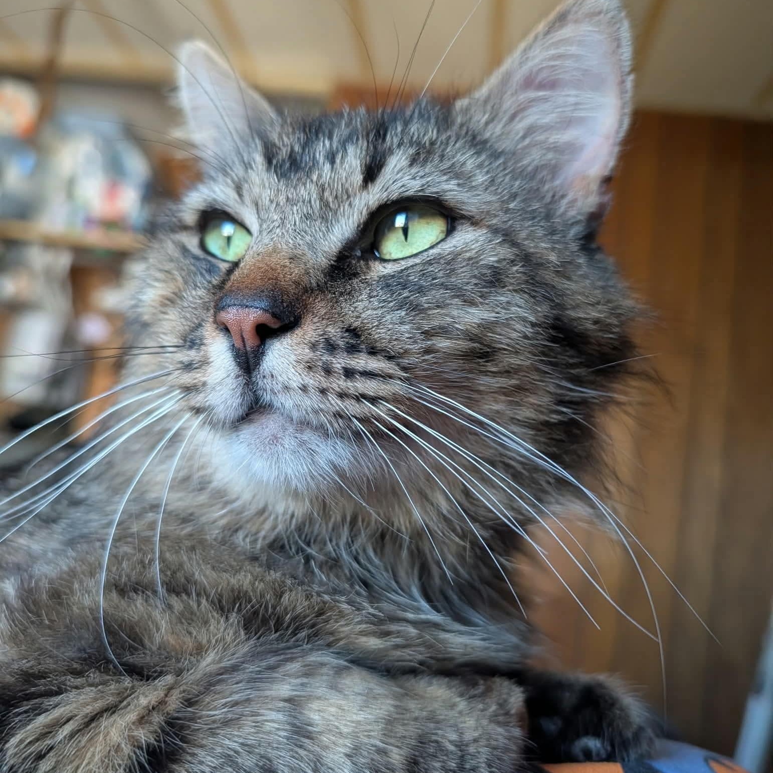 Tabby cat Murphy looking cute