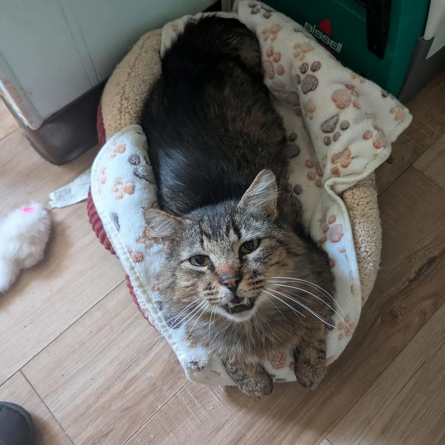 Tabby cat laying on a cat blanket