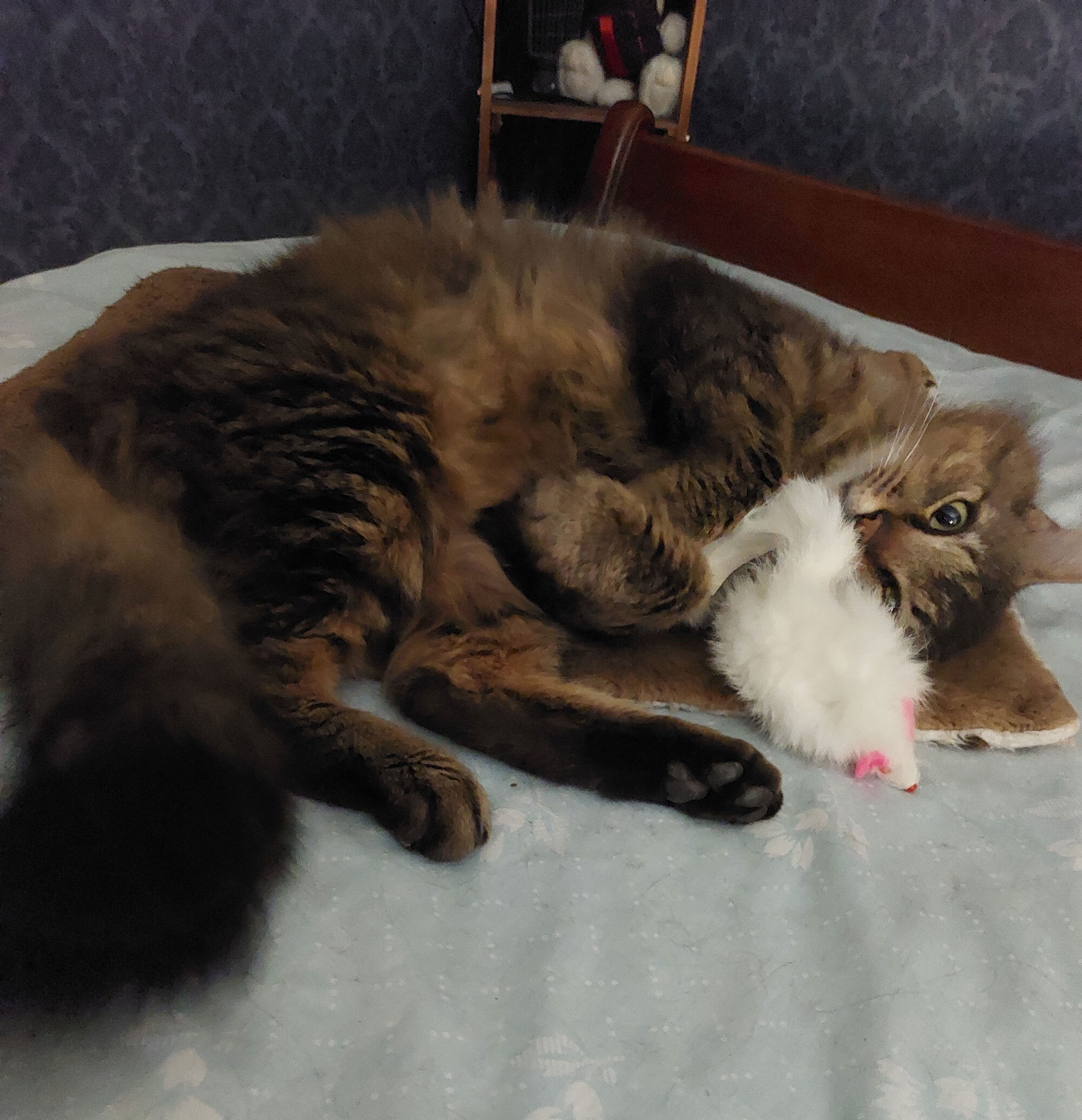 Tabby cat playing with mouse toy