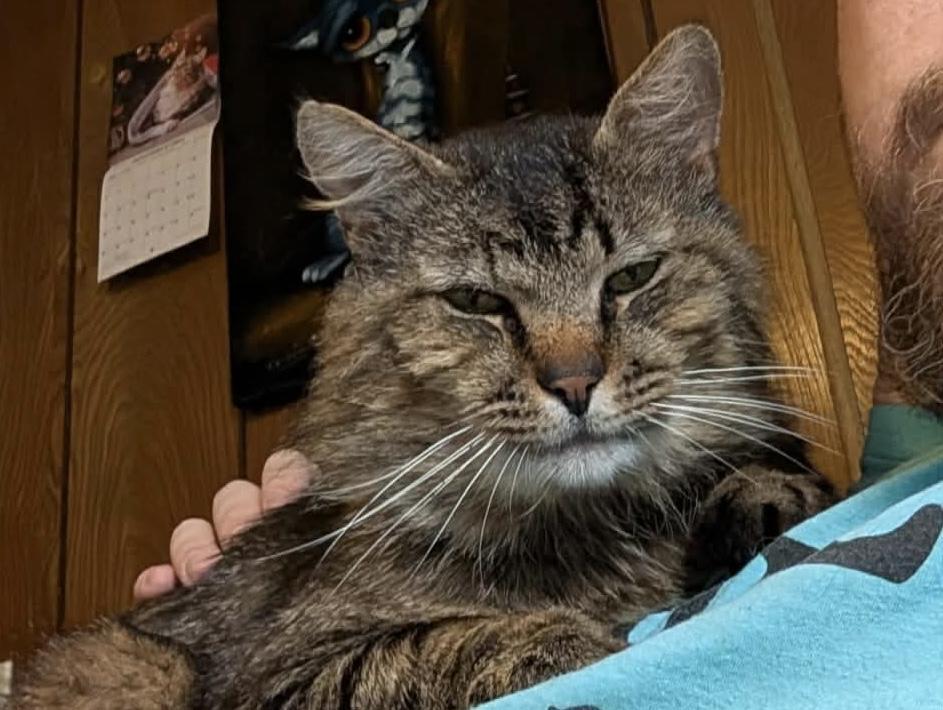 Cat named Murphy. Medium hair tabby cat