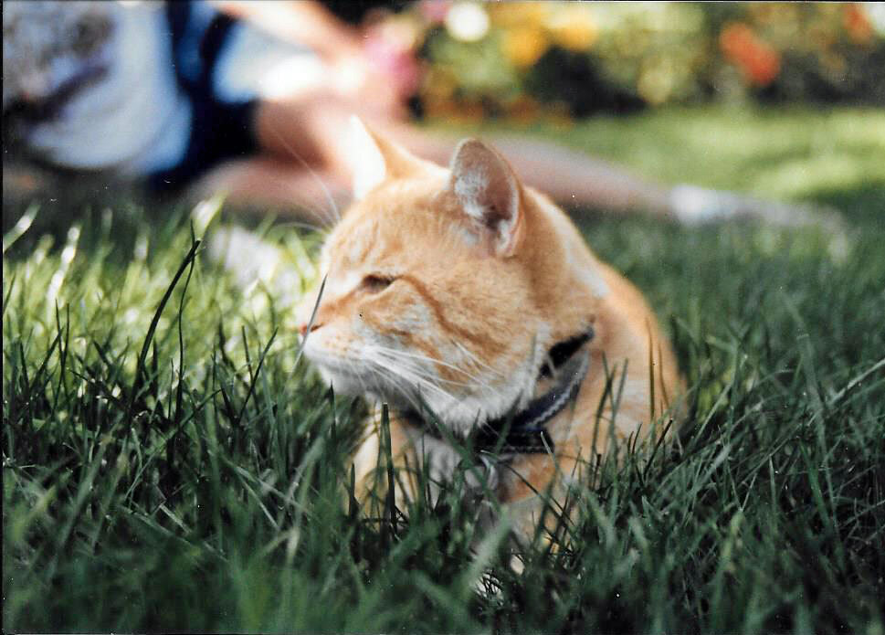 orange cat layer in tall grass