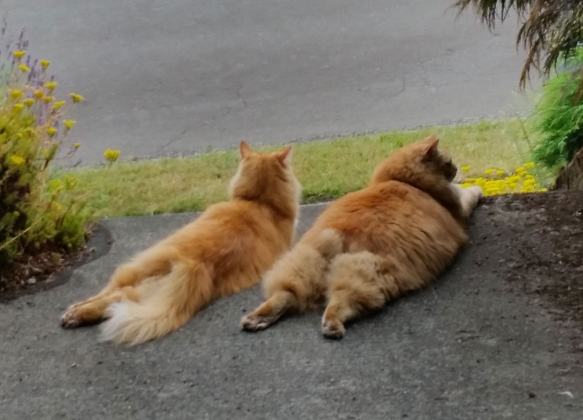 Two orange fluffy cat brothers laying together on concrete looking out at the street