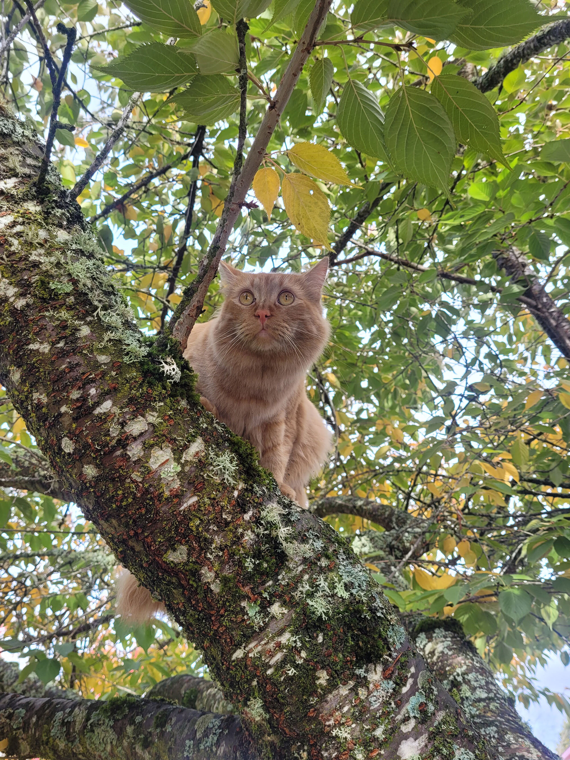Chester a orange kitty perched in a cherry tree in fall