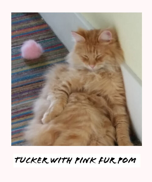 Tucker with pink fur pom