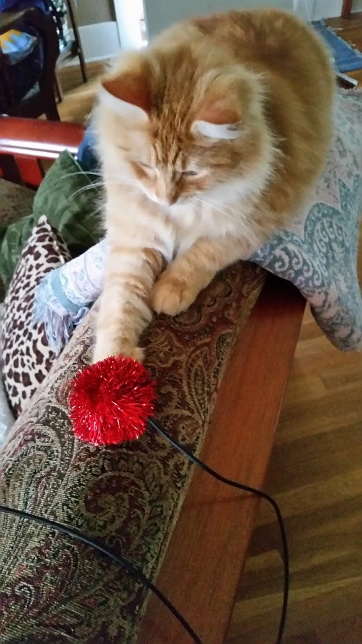 Tucker a orange kitty playing with a red sparkle ball wand